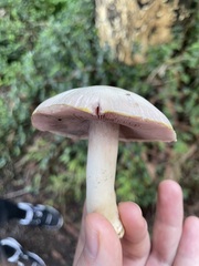Agaricus xanthodermus