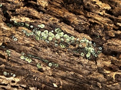 Chlorosplenium chlora