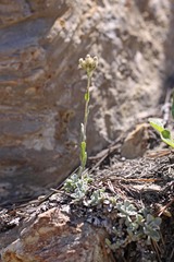 Antennaria corymbosa