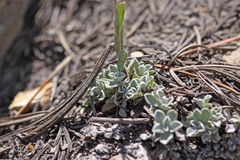 Antennaria corymbosa