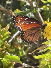Danaus eresimus montezuma