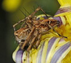 Oxyopes heterophthalmus