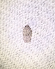 Flatoidinus punctatus