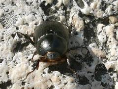 Pentodon bidens punctatus