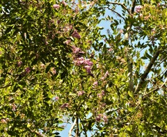 Lonchocarpus nitidus