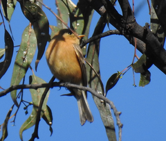 Empidonax fulvifrons