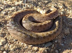 Hypsiglena chlorophaea