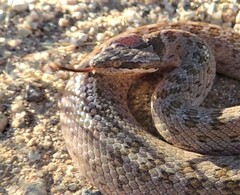 Hypsiglena chlorophaea