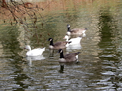Branta canadensis