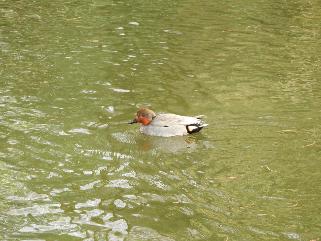 Gadwall