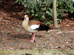 Alopochen aegyptiaca