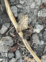 Polydesma boarmoides