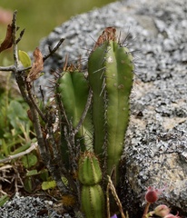 Cereus hildmannianus