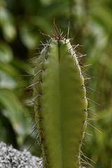 Cereus hildmannianus