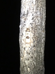 Episimus transferrana