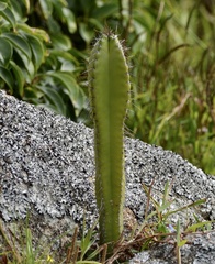 Cereus hildmannianus