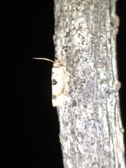 Episimus transferrana