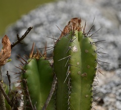 Cereus hildmannianus