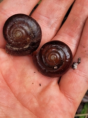 Glyptostoma gabrielense