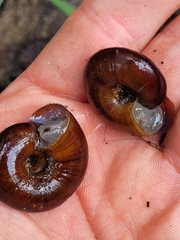 Glyptostoma gabrielense