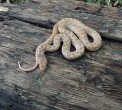 Hypsiglena chlorophaea