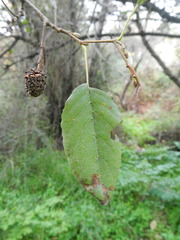 Alnus orientalis