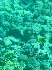 Pomacentrus sulfureus