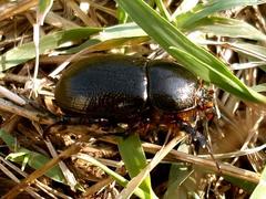 Pentodon bidens punctatus