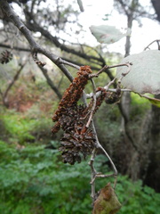Alnus orientalis