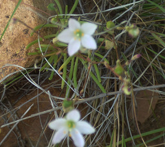 Phemeranthus confertiflorus