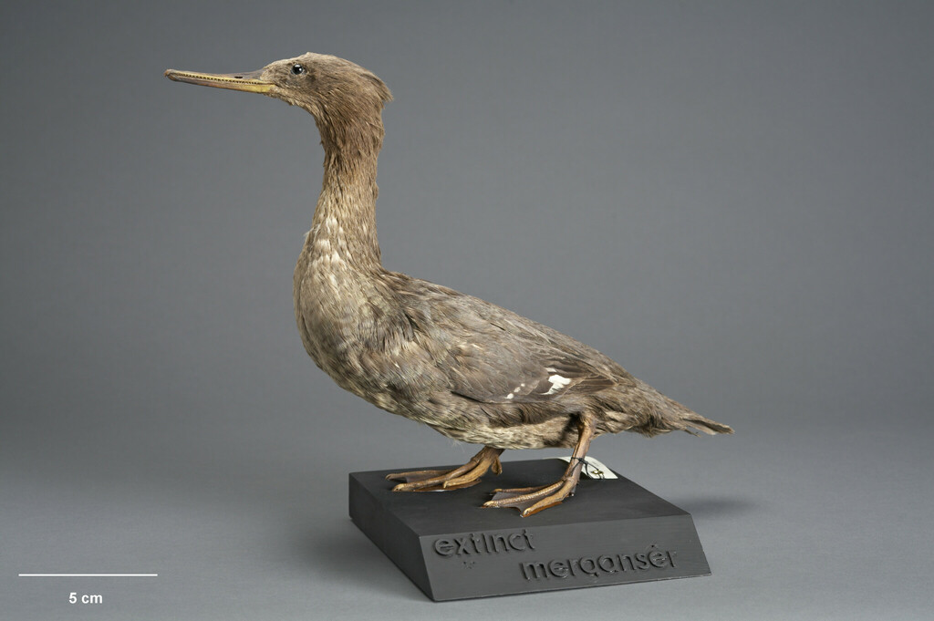 Auckland Islands Merganser