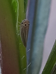 Austroagallia bifurcata