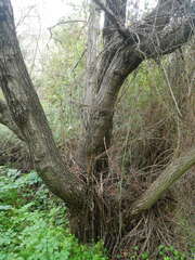 Alnus orientalis