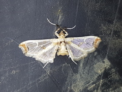 Neoleucinodes