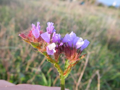 Limonium sinuatum