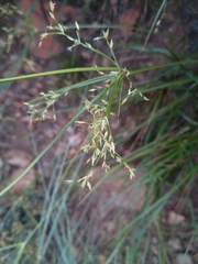 Cyperus leptocladus