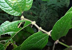 Boehmeria ulmifolia