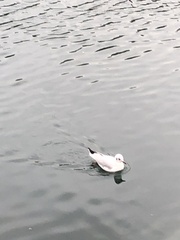 Chroicocephalus ridibundus