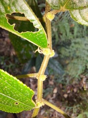 Boehmeria ulmifolia