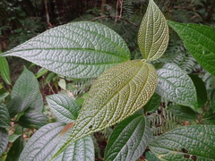 Boehmeria ulmifolia