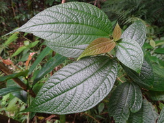 Boehmeria ulmifolia