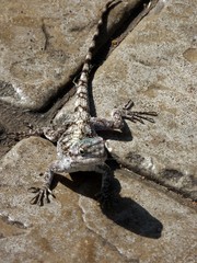 Acanthocercus atricollis