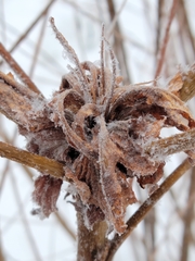Rabdophaga rosaria
