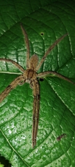Cupiennius salei