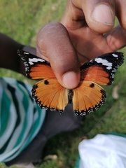 Hypolimnas misippus