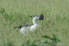 Sarkidiornis melanotos