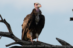 Trigonoceps occipitalis