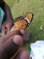 Hypolimnas misippus
