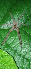 Cupiennius salei