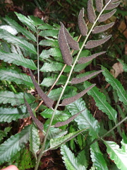 Bolbitis lonchophora